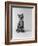 1960s Kitten Sitting and Yawning-null-Framed Photographic Print