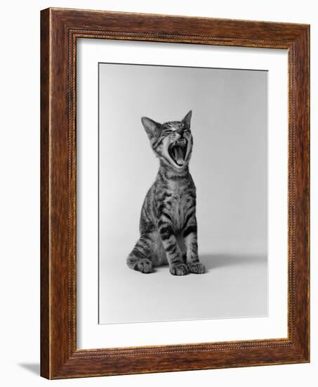 1960s Kitten Sitting and Yawning-null-Framed Photographic Print