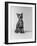 1960s Kitten Sitting and Yawning-null-Framed Photographic Print