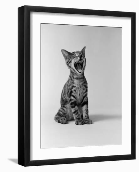 1960s Kitten Sitting and Yawning-null-Framed Photographic Print