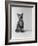 1960s Kitten Sitting and Yawning-null-Framed Photographic Print