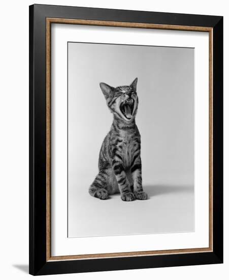 1960s Kitten Sitting and Yawning-null-Framed Photographic Print