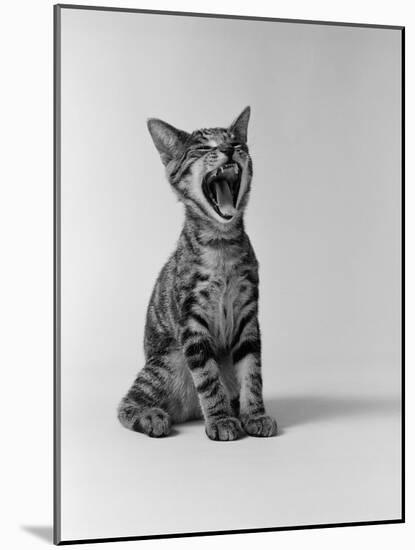 1960s Kitten Sitting and Yawning-null-Mounted Photographic Print