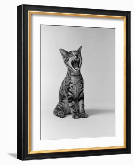 1960s Kitten Sitting and Yawning-null-Framed Photographic Print