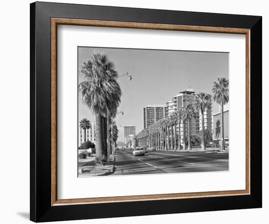 1960s Rows of Palm Trees Central Avenue Phoenix AZ-null-Framed Photographic Print