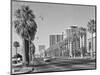 1960s Rows of Palm Trees Central Avenue Phoenix AZ-null-Mounted Photographic Print