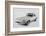 1962 Jaguar E type-S. Clay-Framed Photographic Print