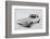 1962 Jaguar E type-S. Clay-Framed Photographic Print