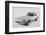 1962 Jaguar E type-S. Clay-Framed Photographic Print