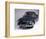 1967 Volkswagen Karmann Ghia-Unknown-Framed Photographic Print