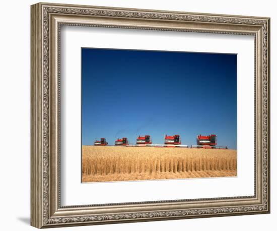 1970s Five Massey Ferguson Combines Harvesting Wheat Nebraska-null-Framed Photographic Print