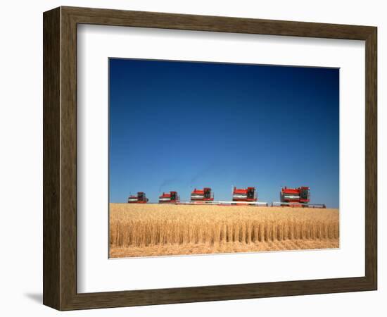 1970s Five Massey Ferguson Combines Harvesting Wheat Nebraska-null-Framed Photographic Print