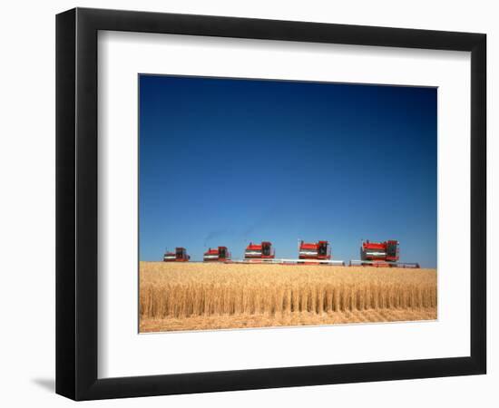 1970s Five Massey Ferguson Combines Harvesting Wheat Nebraska-null-Framed Photographic Print