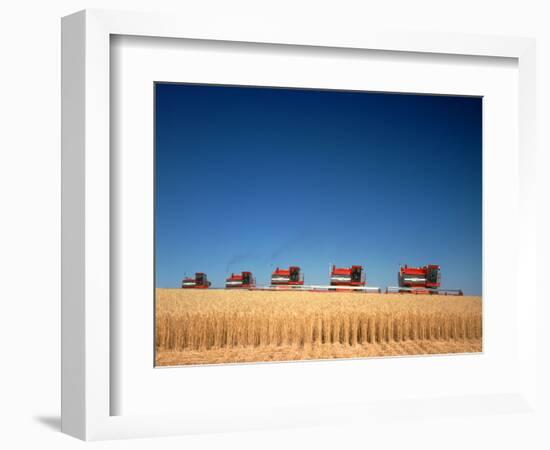 1970s Five Massey Ferguson Combines Harvesting Wheat Nebraska-null-Framed Photographic Print