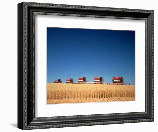 1970s Five Massey Ferguson Combines Harvesting Wheat Nebraska-null-Framed Photographic Print