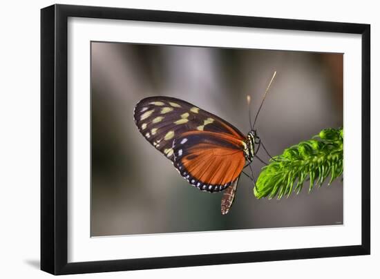 1981-Butterfly House-Gordon Semmens-Framed Photographic Print