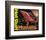 1981 Mustang - Hot Stuff-null-Framed Premium Giclee Print