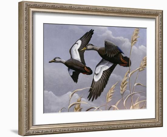 1982-1983 Black Ducks-Wilhelm Goebel-Framed Giclee Print