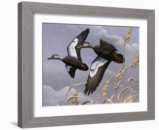 1982-1983 Black Ducks-Wilhelm Goebel-Framed Giclee Print
