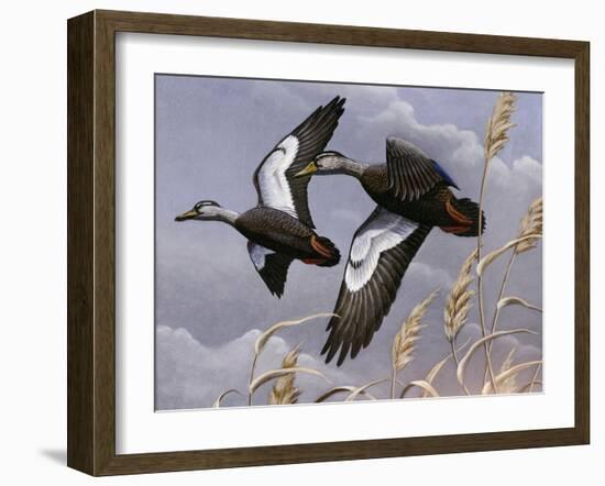 1982-1983 Black Ducks-Wilhelm Goebel-Framed Giclee Print