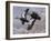 1982-1983 Black Ducks-Wilhelm Goebel-Framed Giclee Print