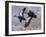 1982-1983 Black Ducks-Wilhelm Goebel-Framed Giclee Print