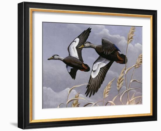 1982-1983 Black Ducks-Wilhelm Goebel-Framed Giclee Print