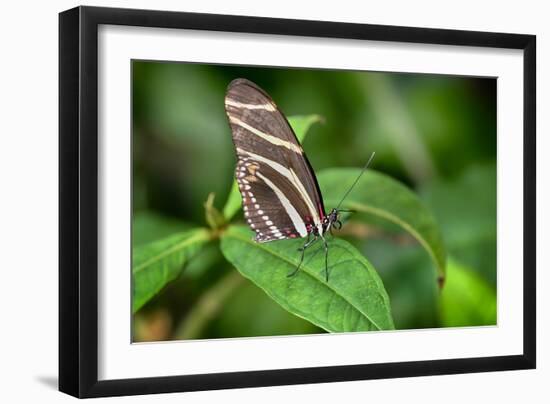 1983-Butterfly House-Gordon Semmens-Framed Photographic Print