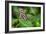 1983-Butterfly House-Gordon Semmens-Framed Photographic Print