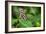 1983-Butterfly House-Gordon Semmens-Framed Photographic Print