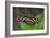 1987-Butterfly House-Gordon Semmens-Framed Photographic Print