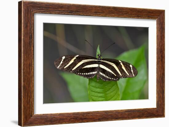 1987-Butterfly House-Gordon Semmens-Framed Photographic Print