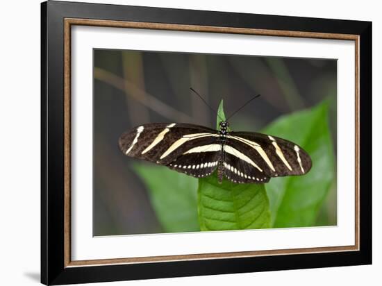 1987-Butterfly House-Gordon Semmens-Framed Photographic Print