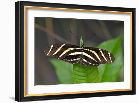 1987-Butterfly House-Gordon Semmens-Framed Photographic Print