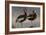 1989 Black Bellied Whistling Duck-Wilhelm Goebel-Framed Giclee Print