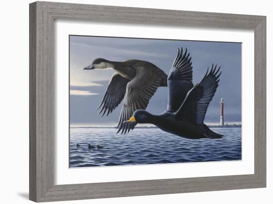 1990 Black Scoters-Wilhelm Goebel-Framed Giclee Print