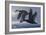 1990 Black Scoters-Wilhelm Goebel-Framed Giclee Print