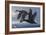 1990 Black Scoters-Wilhelm Goebel-Framed Giclee Print