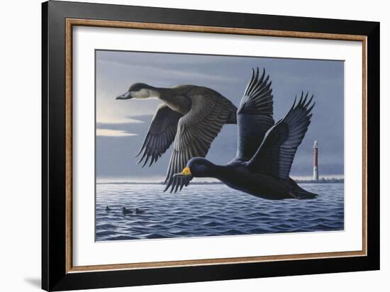 1990 Black Scoters-Wilhelm Goebel-Framed Giclee Print