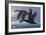 1990 Black Scoters-Wilhelm Goebel-Framed Giclee Print