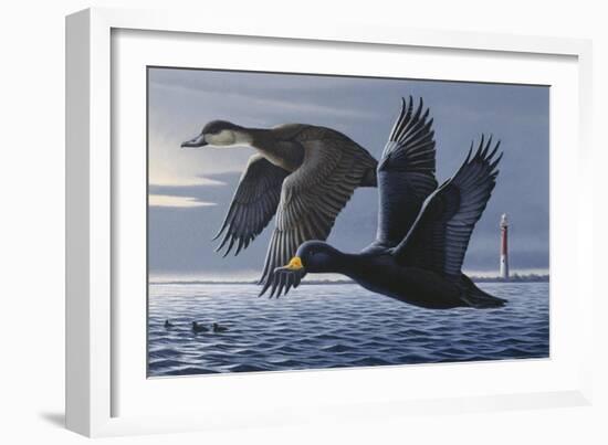 1990 Black Scoters-Wilhelm Goebel-Framed Giclee Print