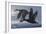 1990 Black Scoters-Wilhelm Goebel-Framed Giclee Print