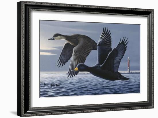 1990 Black Scoters-Wilhelm Goebel-Framed Giclee Print