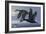 1990 Black Scoters-Wilhelm Goebel-Framed Giclee Print