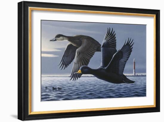 1990 Black Scoters-Wilhelm Goebel-Framed Giclee Print