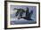 1990 Black Scoters-Wilhelm Goebel-Framed Giclee Print