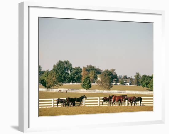 1990s Small Group of Horses Beside White Pasture Fence Late in Summer-null-Framed Photographic Print
