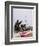 1991 Gulf War Kuwait Liberation-David Longstreath-Framed Photographic Print