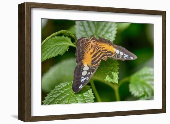 1993-Butterfly House-Gordon Semmens-Framed Photographic Print
