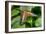 1993-Butterfly House-Gordon Semmens-Framed Photographic Print